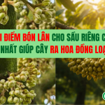 Thời Điểm Bón Lân Cho Sầu Riêng Chuẩn Nhất Giúp Cây Ra Hoa Đồng Loạt
