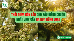 thời điểm bón lân cho sầu riêng chuẩn nhất giúp cây ra hoa đồng loạt