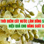 Thời Điểm Cắt Nước Làm Bông Sầu Riêng Hiệu Quả Cho Năng Suất Cao