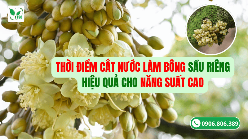 thời điểm cắt nước làm bông sầu riêng hiệu quả cho năng suất cao