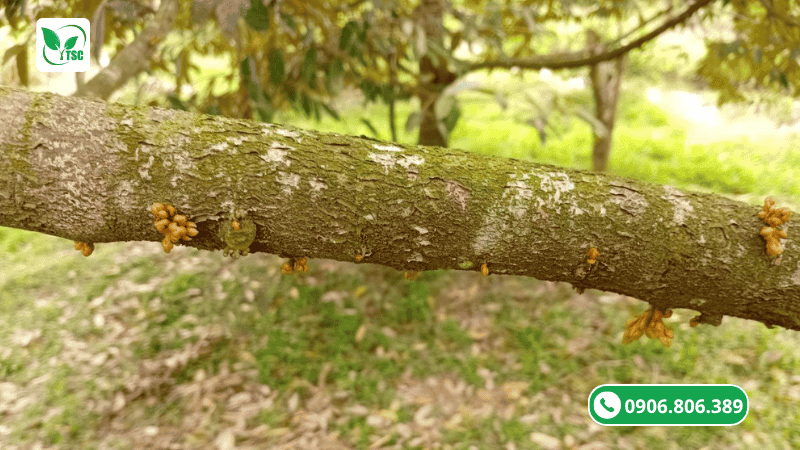 thời điểm cắt nước làm bông sầu riêng hiệu quả nhất