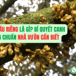 Tiết Bông Sầu Riêng Là Gì? Bí Quyết Canh Tiết Bông Chuẩn Nhà Vườn Cần Biết