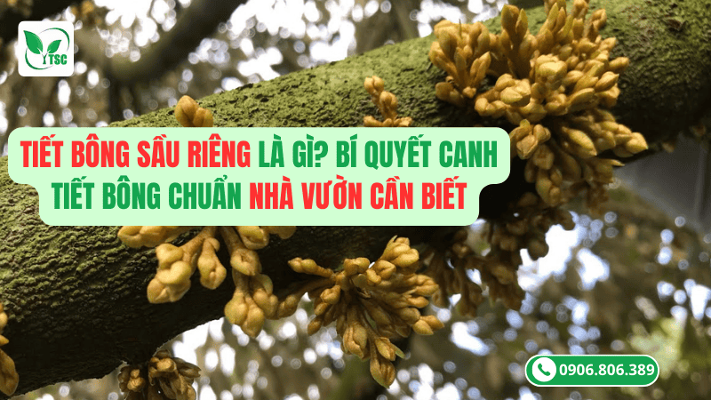 Tiết Bông Sầu Riêng Là Gì? Bí Quyết Canh Tiết Bông Chuẩn Nhà Vườn Cần Biết tiết bông sầu riêng là gì? bí quyết canh tiết bông chuẩn nhà vườn cần biết