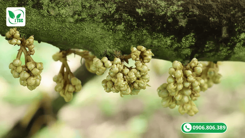 Tiết Bông Sầu Riêng Là Gì? Bí Quyết Canh Tiết Bông Chuẩn Nhà Vườn Cần Biết tiết bông sầu riêng là gì?