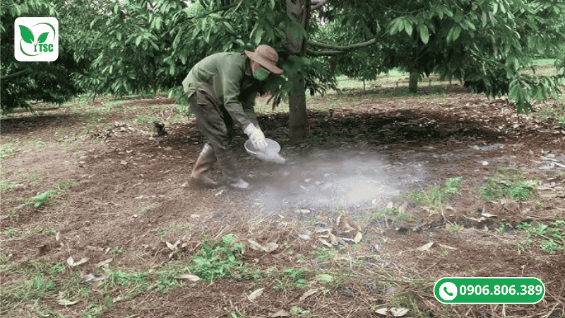 Thời Điểm Bón Lân Cho Sầu Riêng Chuẩn Nhất Giúp Cây Ra Hoa Đồng Loạt vai trò của phân lân đối với cây sầu riêng thời điểm bón lân cho sầu riêng