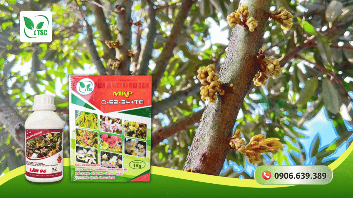 cach-cham-soc-sau-rieng-truoc-khi-ra-hoa