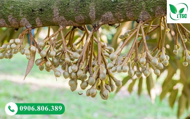 Bông phướn trên cây sầu riêng