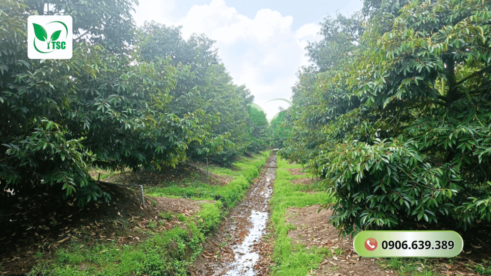 cach-cham-soc-sau-rieng-truoc-khi-ra-hoa