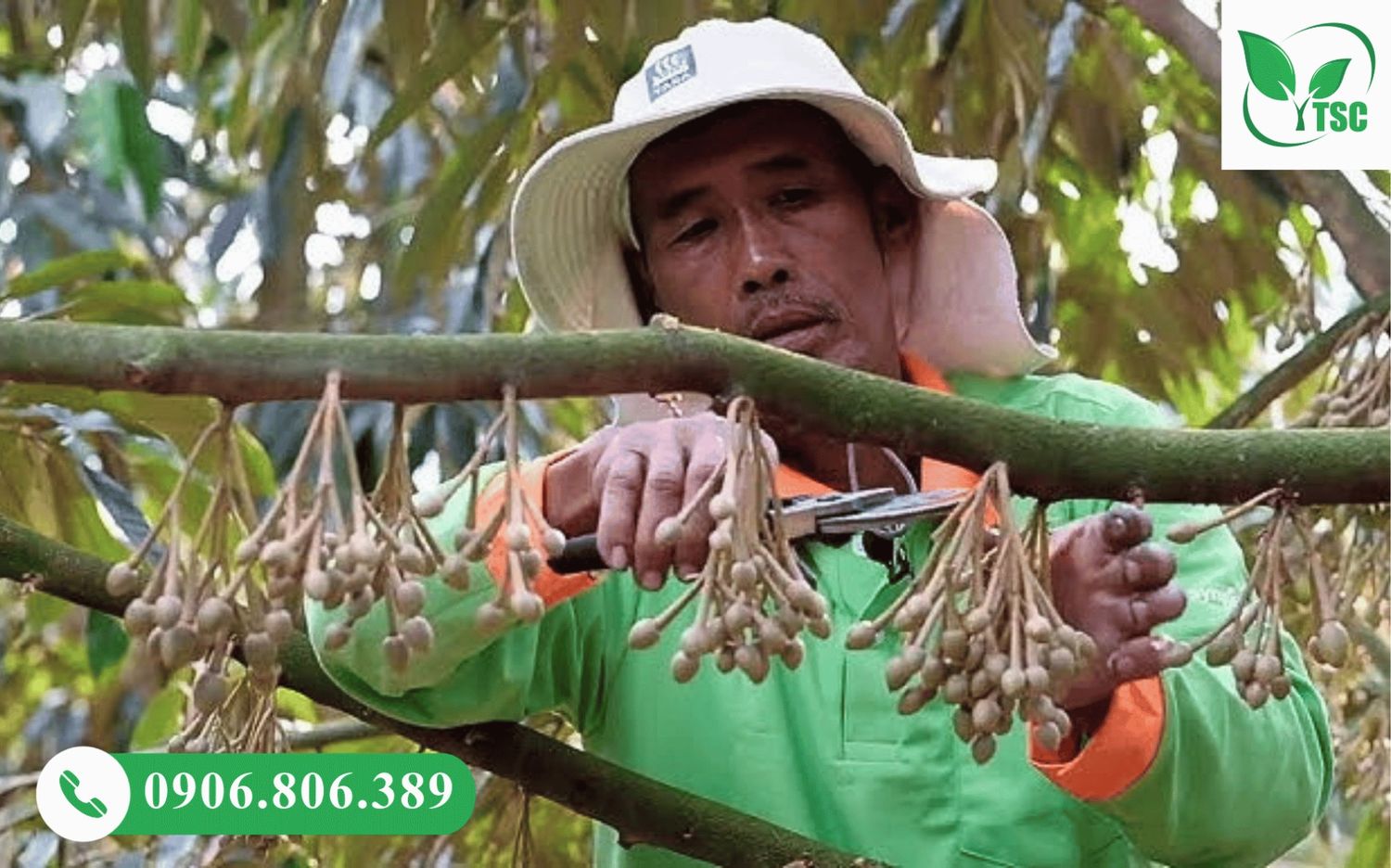 Cắt tỉa hoa sầu riêng để tăng chất lượng và năng suất