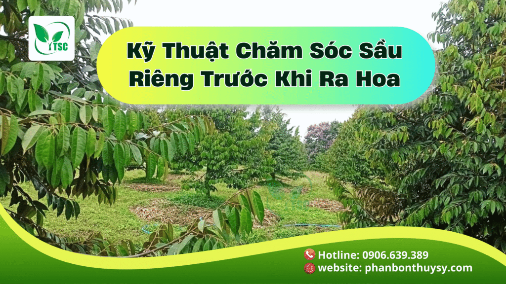 cham-soc-sau-rieng-truoc-khi-ra-hoa