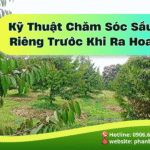 6 Bước Trong Kỹ Thuật Chăm Sóc Sầu Riêng Trước Khi Ra Hoa