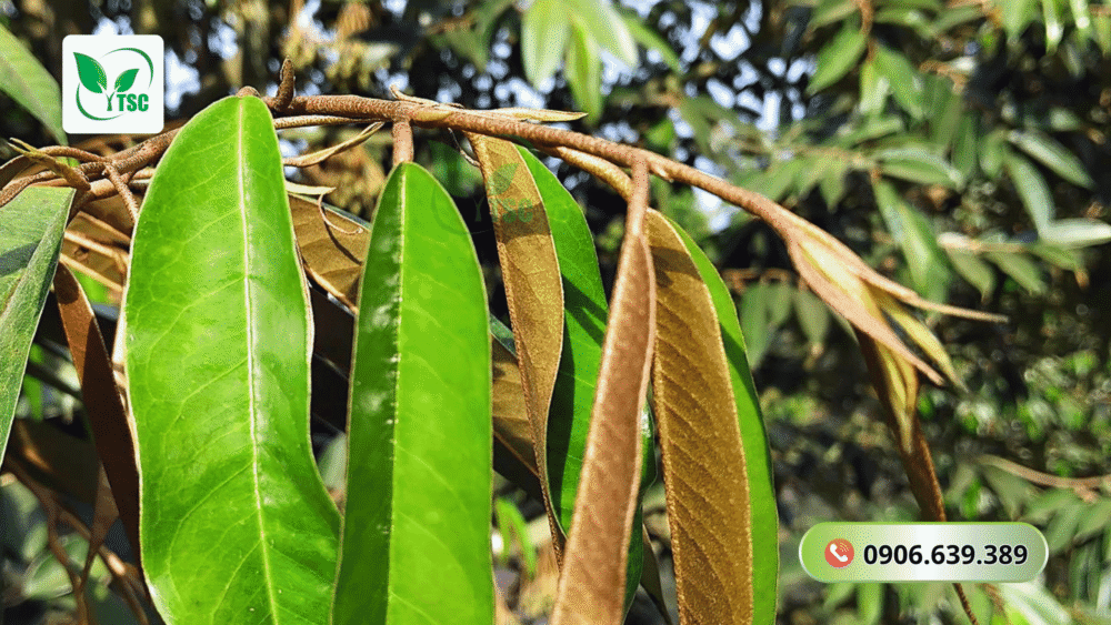 cach-cham-soc-sau-rieng-truoc-khi-ra-hoa