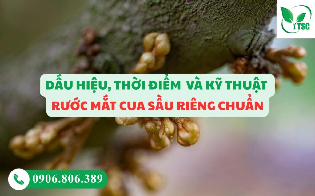 Rước Mắt Cua Sầu Riêng Chuẩn - Dấu Hiệu, Thời Điểm Và Kỹ Thuật dau hieu thoi diem ky thuat ruoc mat cua 1