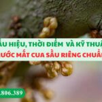 Rước Mắt Cua Sầu Riêng Chuẩn – Dấu Hiệu, Thời Điểm Và Kỹ Thuật