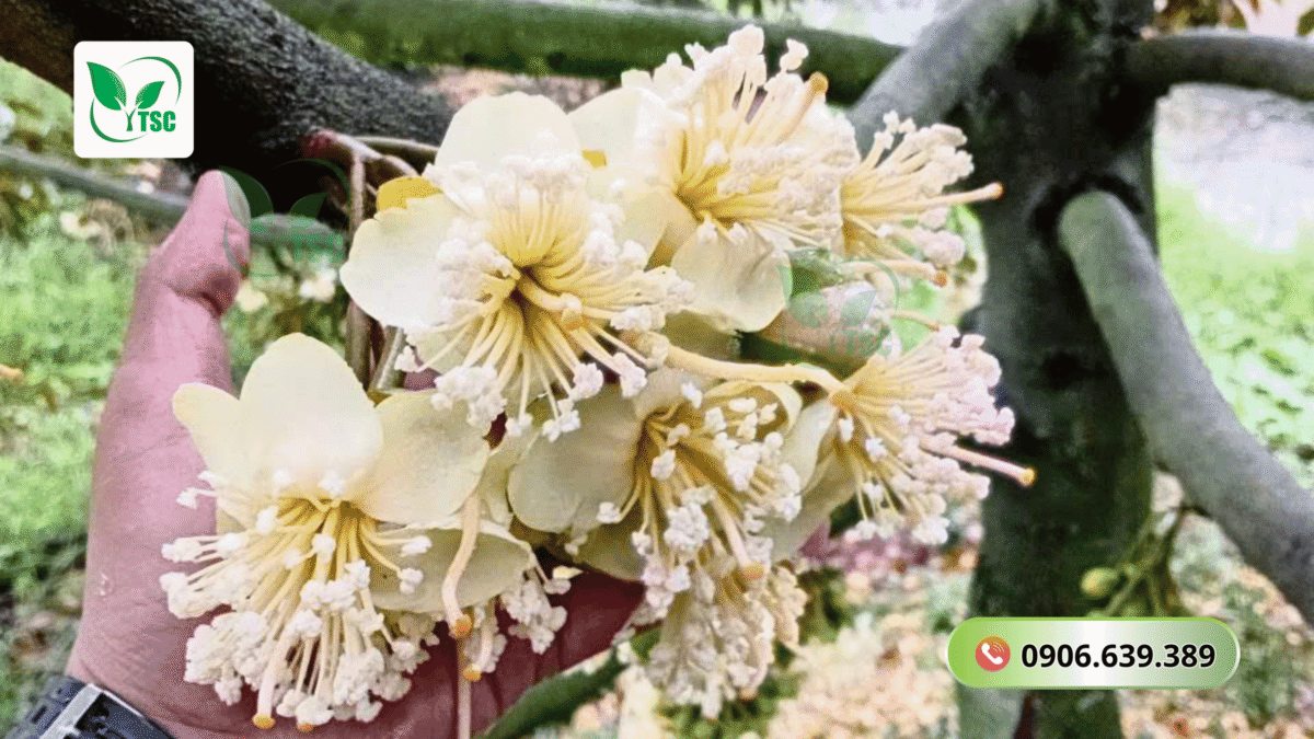 cham-soc-sau-rieng-truoc-khi-ra-hoa