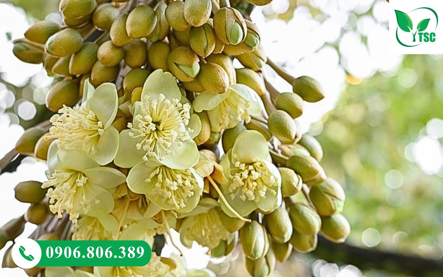 Giai đoạn vàng xổ nhụy giúp sầu riêng đậu trái đồng loạt