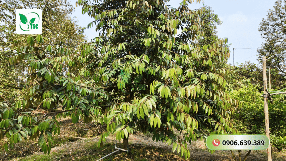 cach-cham-soc-sau-rieng-truoc-khi-ra-hoa