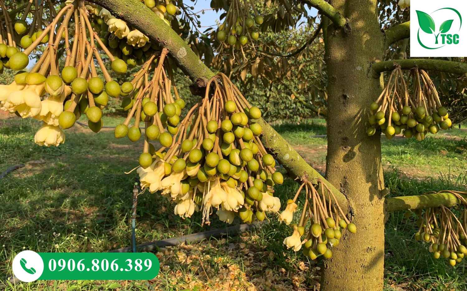 Rước Mắt Cua Sầu Riêng Chuẩn - Dấu Hiệu, Thời Điểm Và Kỹ Thuật Quy trình chăm sóc sầu riêng giai đoạn mầm hoa