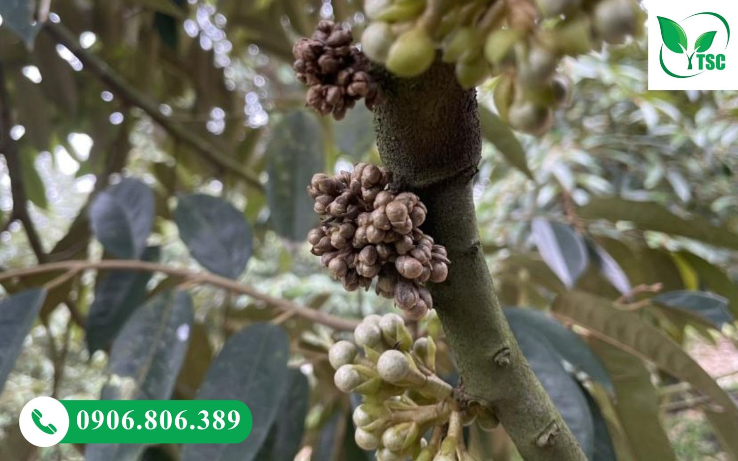 Sầu Riêng Ra Mắt Cua Gặp Mưa Có Sao Không? Cách Xử Lý Đúng Giúp Giữ Bông, Đậu Trái Cao Mắt cua sầu riêng bị đen do mưa lớn