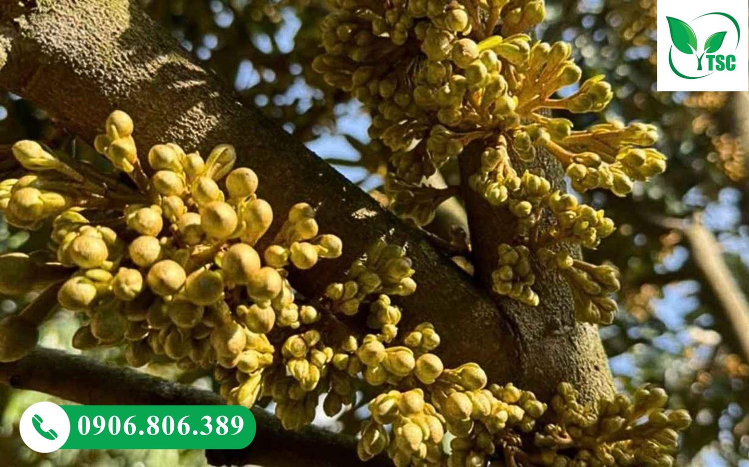 Rước Mắt Cua Sầu Riêng Chuẩn - Dấu Hiệu, Thời Điểm Và Kỹ Thuật Cận cảnh mắt cua sầu riêng chuẩn, tròn đều, tín hiệu mùa vụ thắng lợi