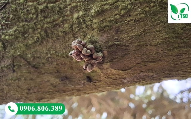 Mắt cua bị đen do gặp điều kiện không thuận lợi