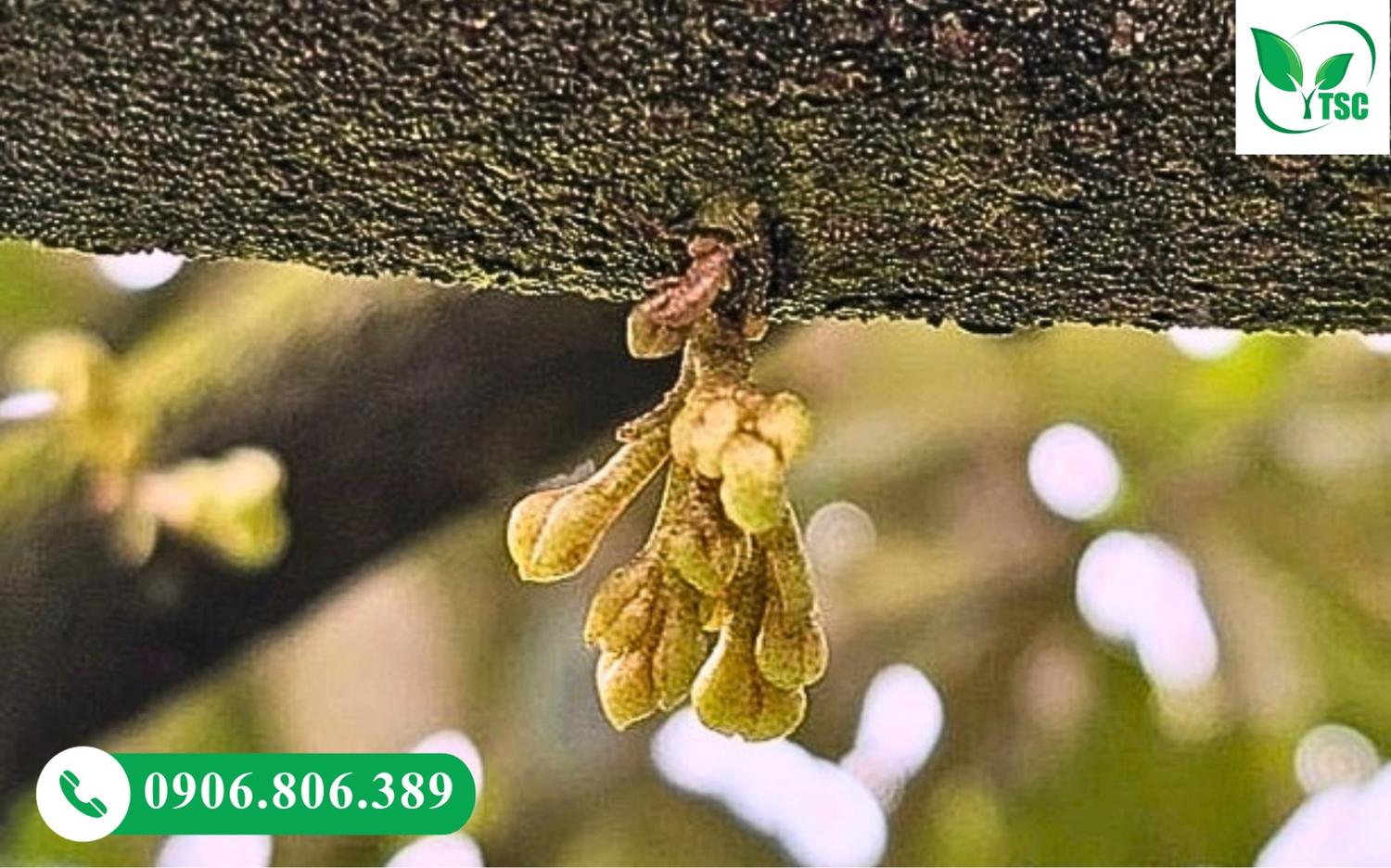 Mắt cua đủ điều kiện để nhấp nước cho cây