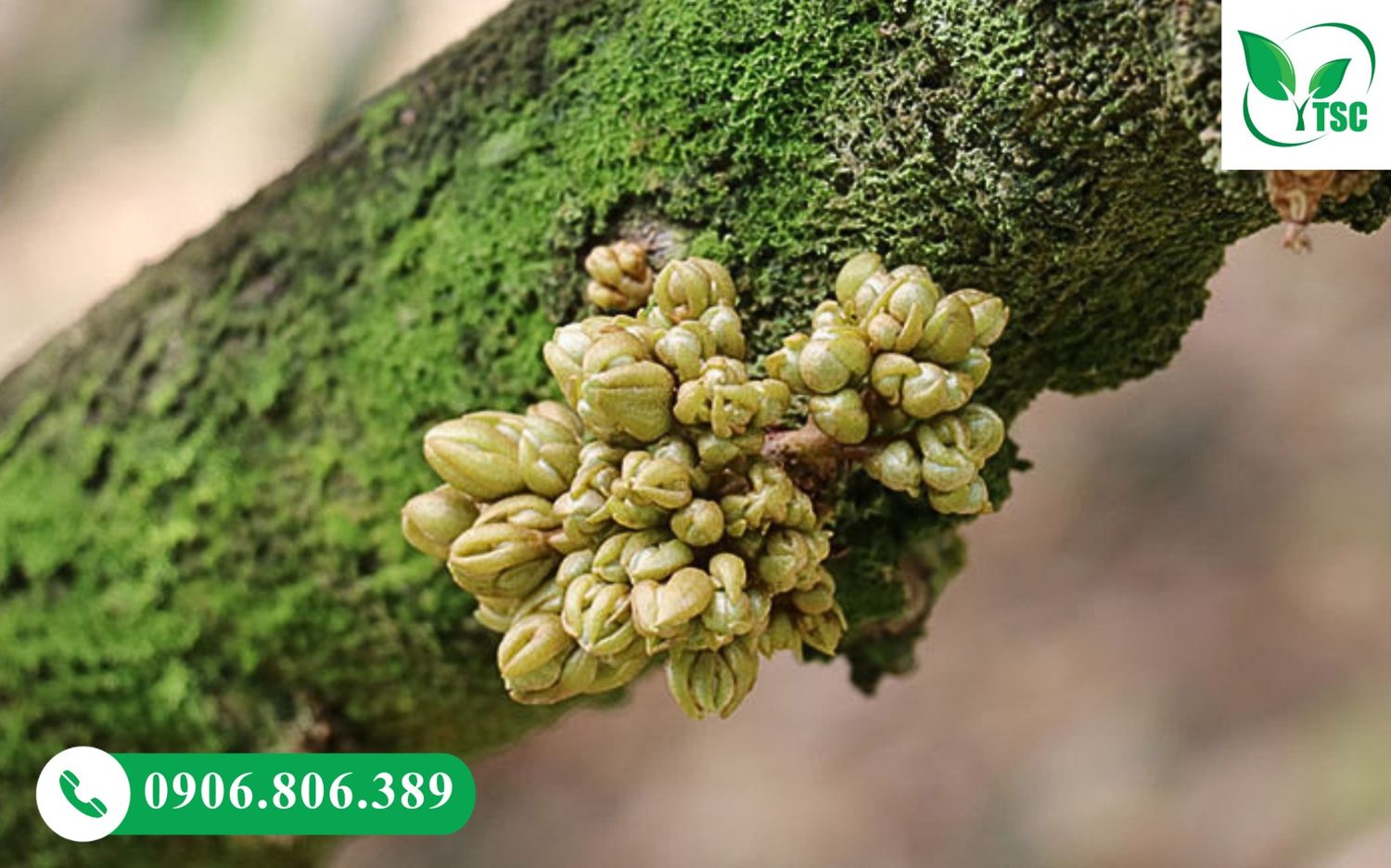 Giai đoạn sầu riêng ra mắt cua quyết định tỷ lệ ra hoa và đậu trái