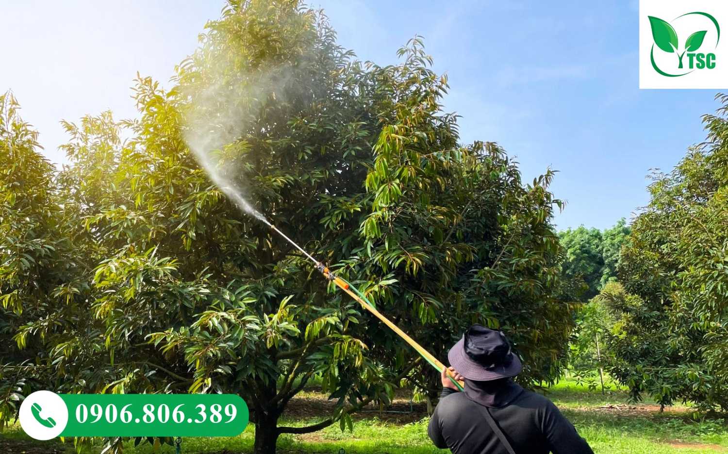 Sầu Riêng Ra Mắt Cua Gặp Mưa Có Sao Không? Cách Xử Lý Đúng Giúp Giữ Bông, Đậu Trái Cao Phun canxi - bo - amino dưỡng hoa sầu riêng sau mưa