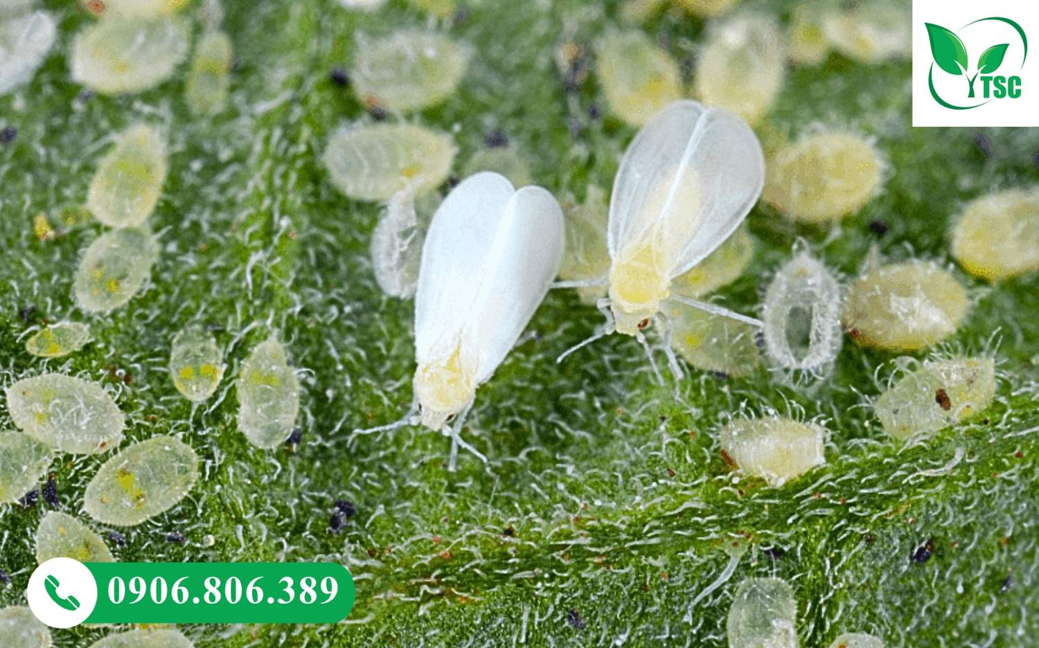 Rầy phấn trắng hại lá sầu riêng bám mặt dưới lá gây vàng lá