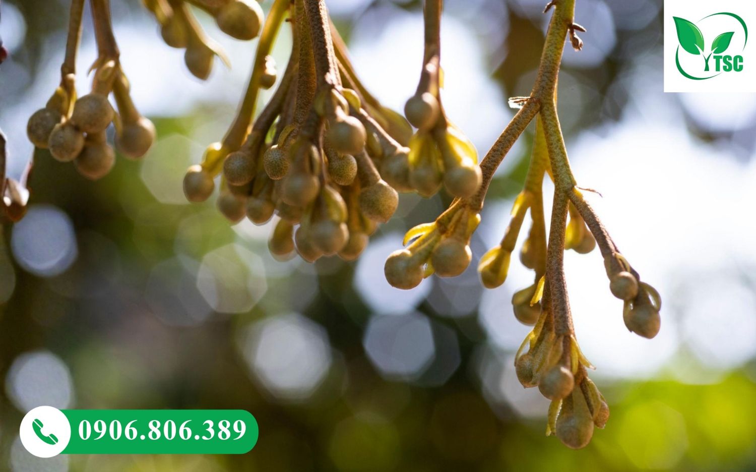 Rước Mắt Cua Sầu Riêng Chuẩn - Dấu Hiệu, Thời Điểm Và Kỹ Thuật Rước mắt cua sầu riêng đúng kỹ thuật giúp cây ra hoa đồng loạt