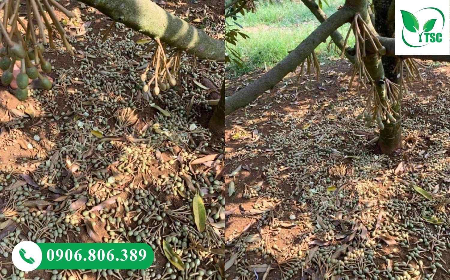 Tưới nước sai cách làm sầu riêng rụng bông hàng loạt