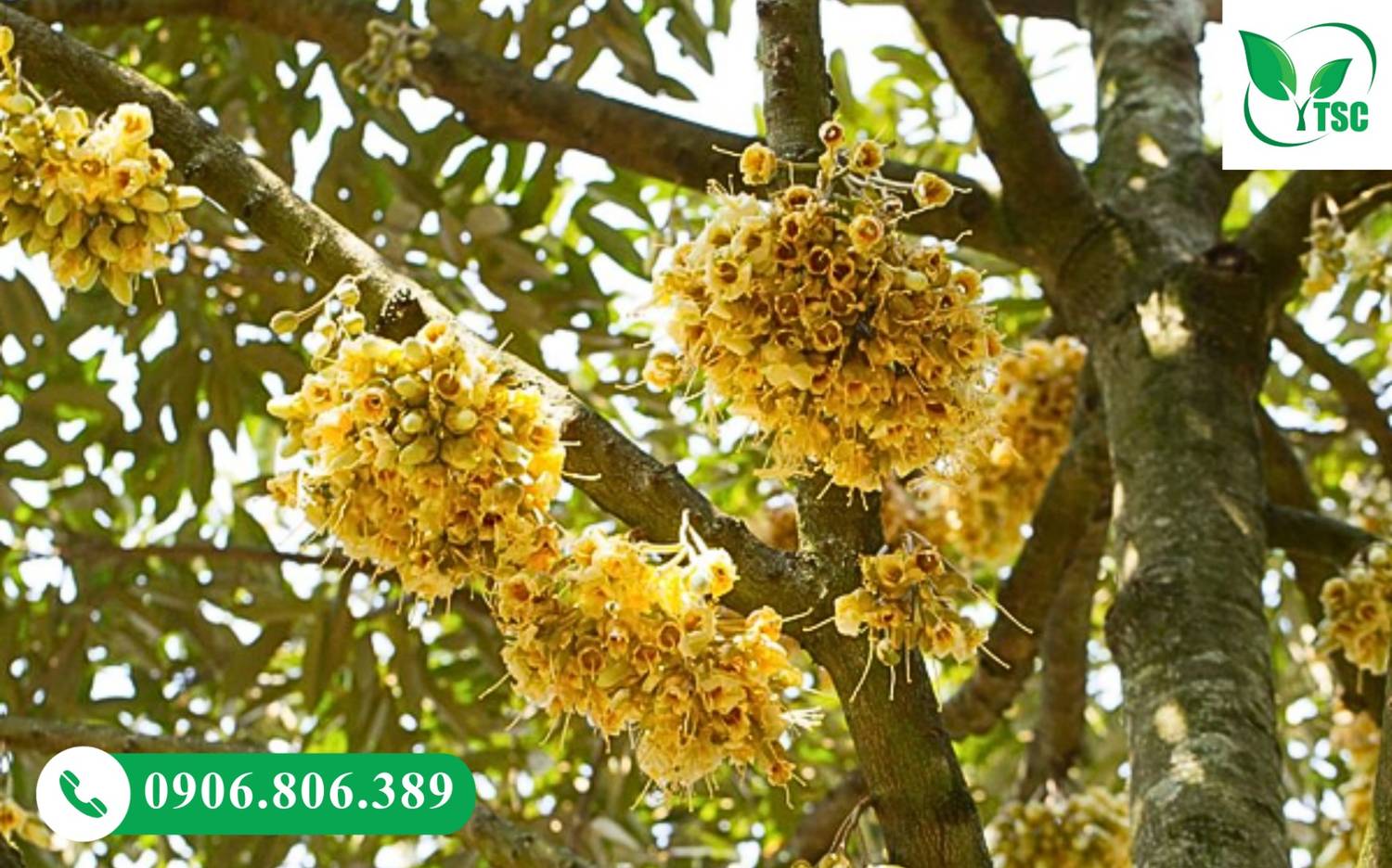 Sầu Riêng Ra Mắt Cua Gặp Mưa Có Sao Không? Cách Xử Lý Đúng Giúp Giữ Bông, Đậu Trái Cao Vườn sầu riêng ra hoa đồng đều khỏe mạnh sau khi xử lý mưa đúng cách