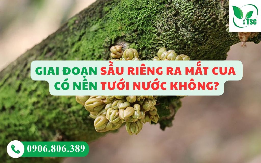 Giai đoạn sầu riêng ra mắt mua có nên tưới nước không?