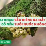 Sầu Riêng Ra Mắt Cua Có Nên Tưới Nước Không?