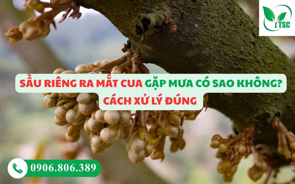 Sầu Riêng Ra Mắt Cua Gặp Mưa Có Sao Không? Cách Xử Lý Đúng Giúp Giữ Bông, Đậu Trái Cao sau rieng ra mat cua co sao khong