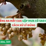 Sầu Riêng Ra Mắt Cua Gặp Mưa Có Sao Không? Cách Xử Lý Đúng Giúp Giữ Bông, Đậu Trái Cao
