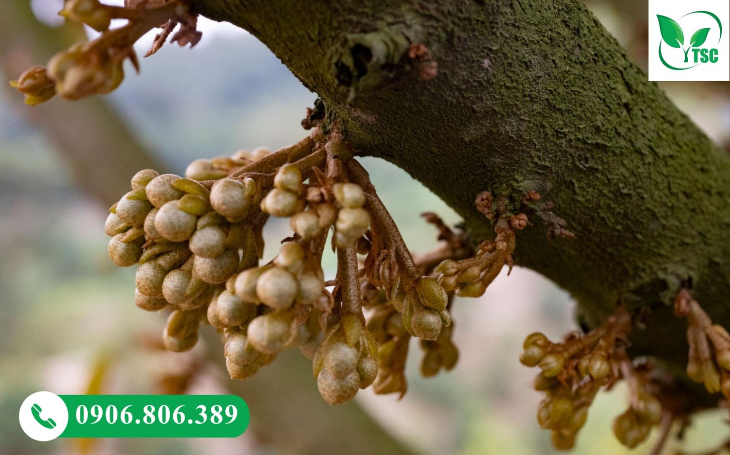 Sầu Riêng Ra Mắt Cua Gặp Mưa Có Sao Không? Cách Xử Lý Đúng Giúp Giữ Bông, Đậu Trái Cao Sầu riêng ra mắt cua gặp mưa gây rụng bông hàng loạt