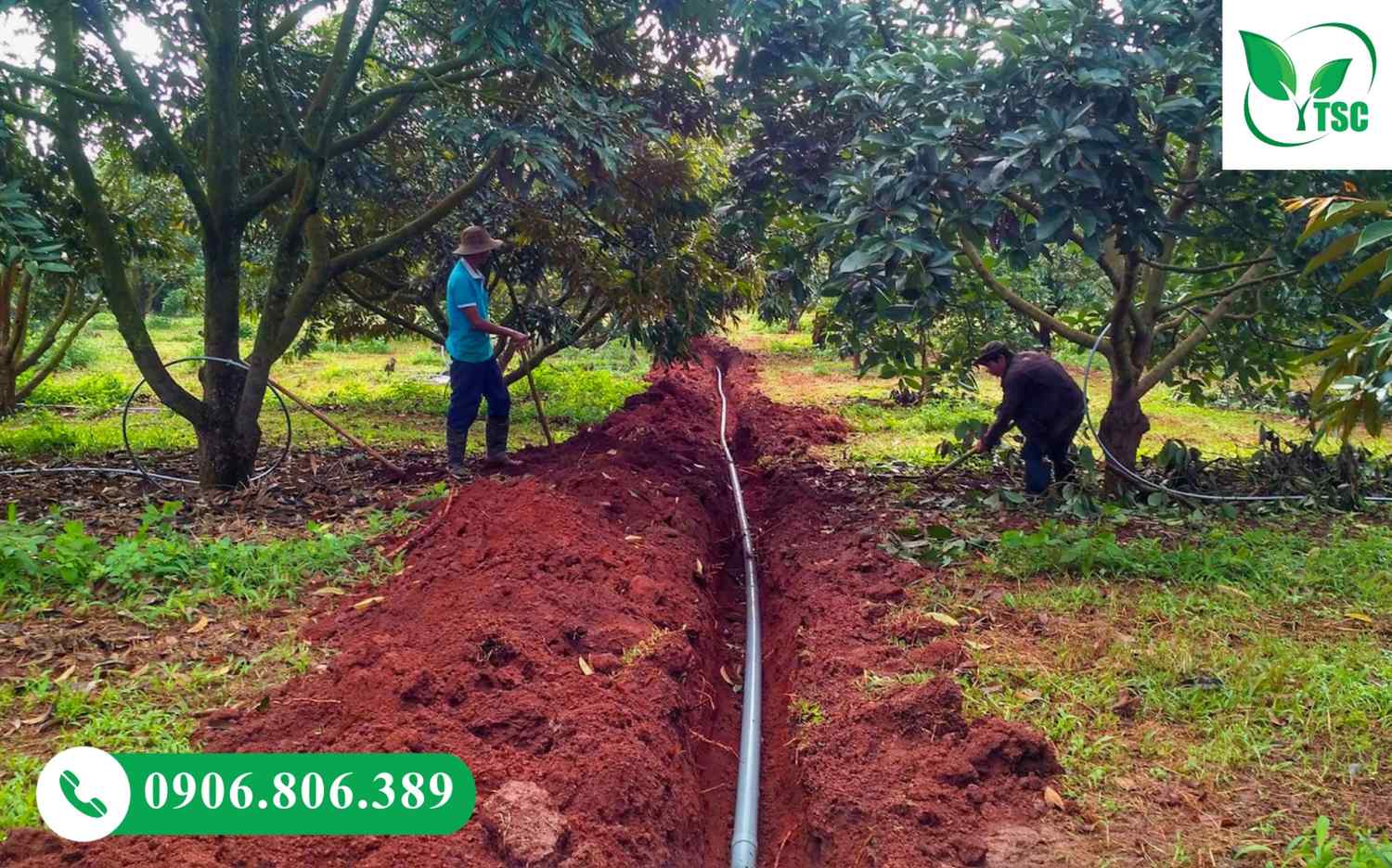 Sầu Riêng Ra Mắt Cua Gặp Mưa Có Sao Không? Cách Xử Lý Đúng Giúp Giữ Bông, Đậu Trái Cao Thoát nước vườn sầu riêng sau mưa đúng kỹ thuật