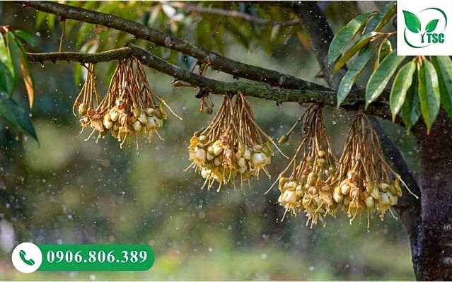 Rước Mắt Cua Sầu Riêng Chuẩn - Dấu Hiệu, Thời Điểm Và Kỹ Thuật Điều tiết nước giúp hạn chế rụng mầm hoa