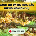 Cách Xử Lý Ra Hoa Sầu Riêng Nghịch Vụ 7 Bước Quan Trọng