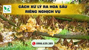 xu-ly-ra-hoa-sau-rieng-nghich-vu