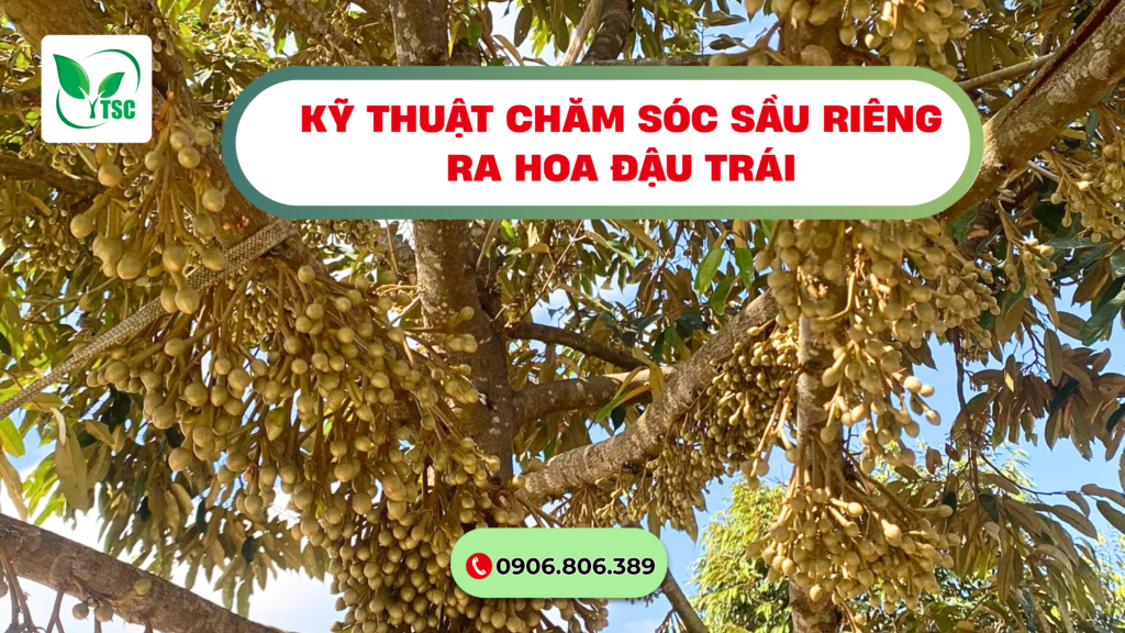Tìm Hiểu Kỹ Thuật Chăm Sóc Sầu Riêng Ra Hoa Đậu Trái ky-thuat-cham-sóc-sau-rieng-ra-hoa-dau-trai
