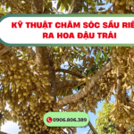 Tìm Hiểu Kỹ Thuật Chăm Sóc Sầu Riêng Ra Hoa Đậu Trái