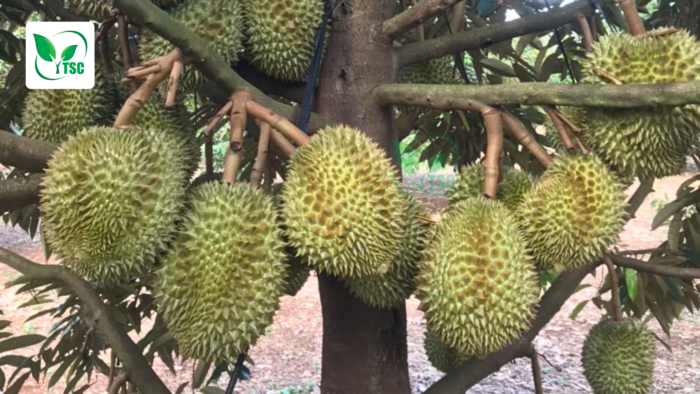 Tìm Hiểu Kỹ Thuật Chăm Sóc Sầu Riêng Ra Hoa Đậu Trái Giai đoạn trái non sau xổ nhuỵ rất nhạy cảm, vì vậy trong kỹ thuật chăm sóc sầu riêng ra hoa đậu trái thì giai đoạn này cần được chăm dưỡng thật kỹ để trái lớn sau này mới khoẻ mạnh