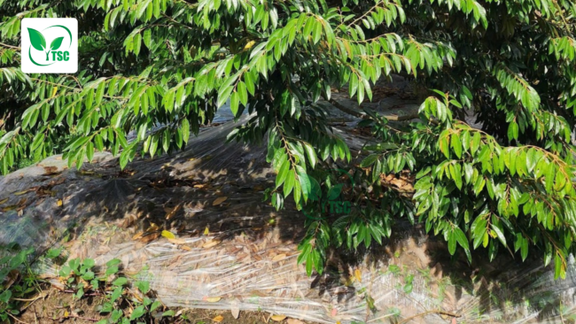 Tìm Hiểu Kỹ Thuật Chăm Sóc Sầu Riêng Ra Hoa Đậu Trái kỹ thuật chăm sóc sầu riêng ra hoa đậu trái