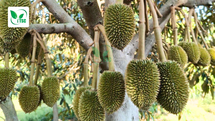 Nguyên nhân khiến sầu riêng rụng trái non