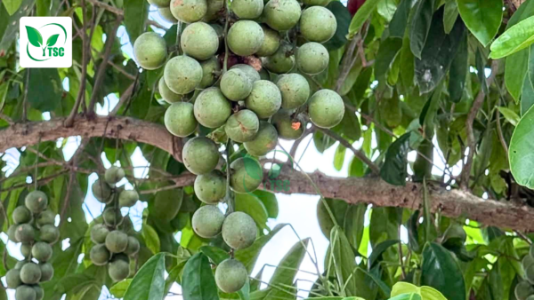 Tại Sao Cây Bị Rụng Trái Non? Nguyên Nhân và Cách Khắc Phục tai-sao-cay-bi-rung-trai-non