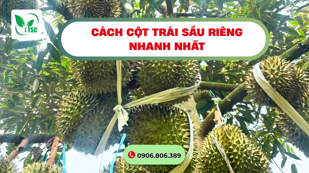 Cách Cột Trái Sầu Riêng Nhanh Nhất, Giữ Trái Không Rụng cach-cot-trai-sau-rieng-nhanh-nhat-giu-trai-khong-rung
