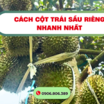 Cách Cột Trái Sầu Riêng Nhanh Nhất, Giữ Trái Không Rụng
