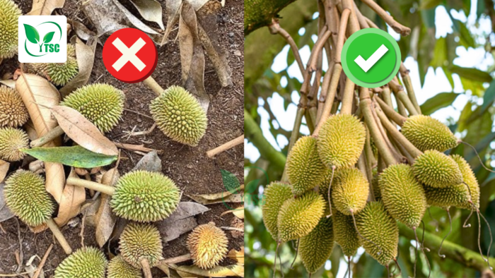 Nguyên nhân khiến sầu riêng rụng trái non